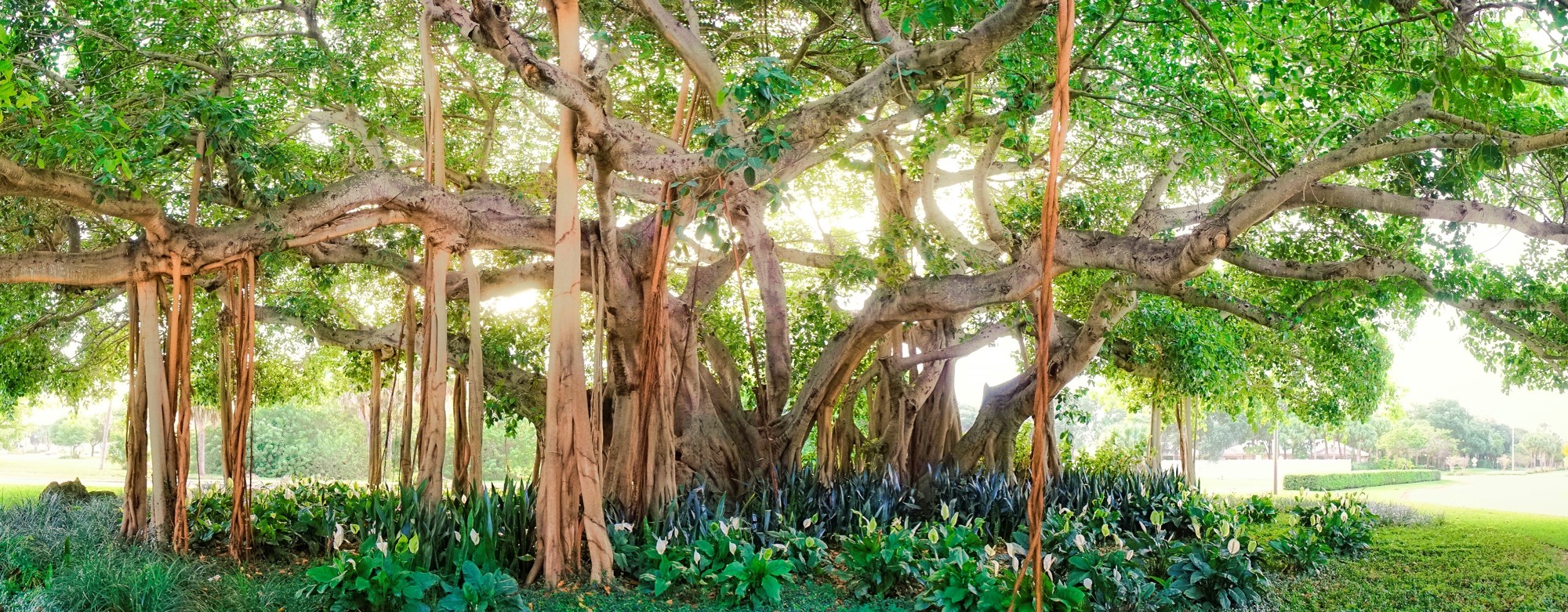 Banyan Small.jpg
